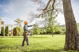 Trusted Middletown, DE  Tree Services Experts