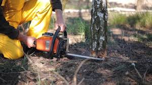 Why Choose Our Tree Removal Services in Middletown, DE?