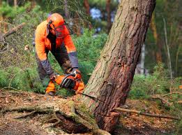 Best Hazardous Tree Removal  in Middletown, DE