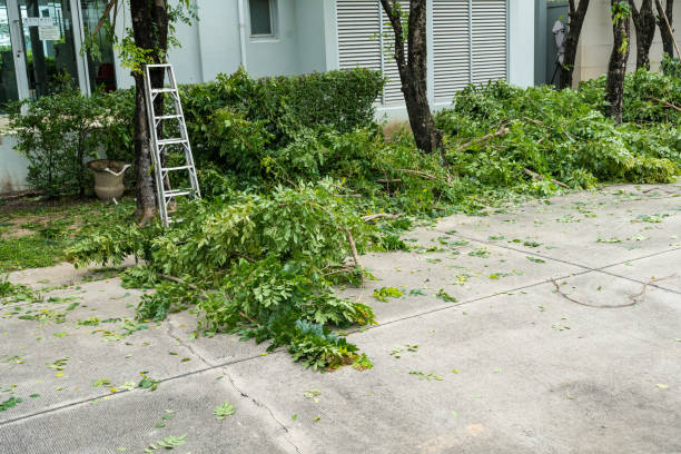 Best Hedge Trimming  in Middletown, DE